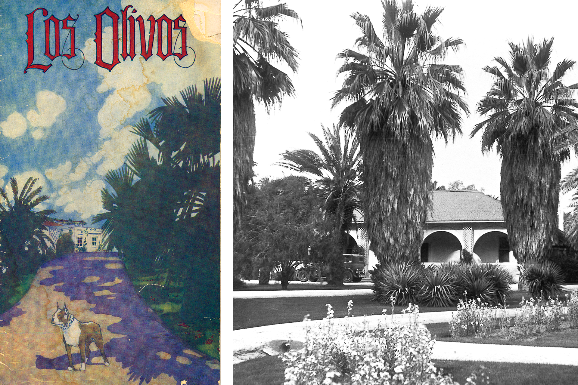 A black and white photo of a park with palm trees and a sign that says los olivos.