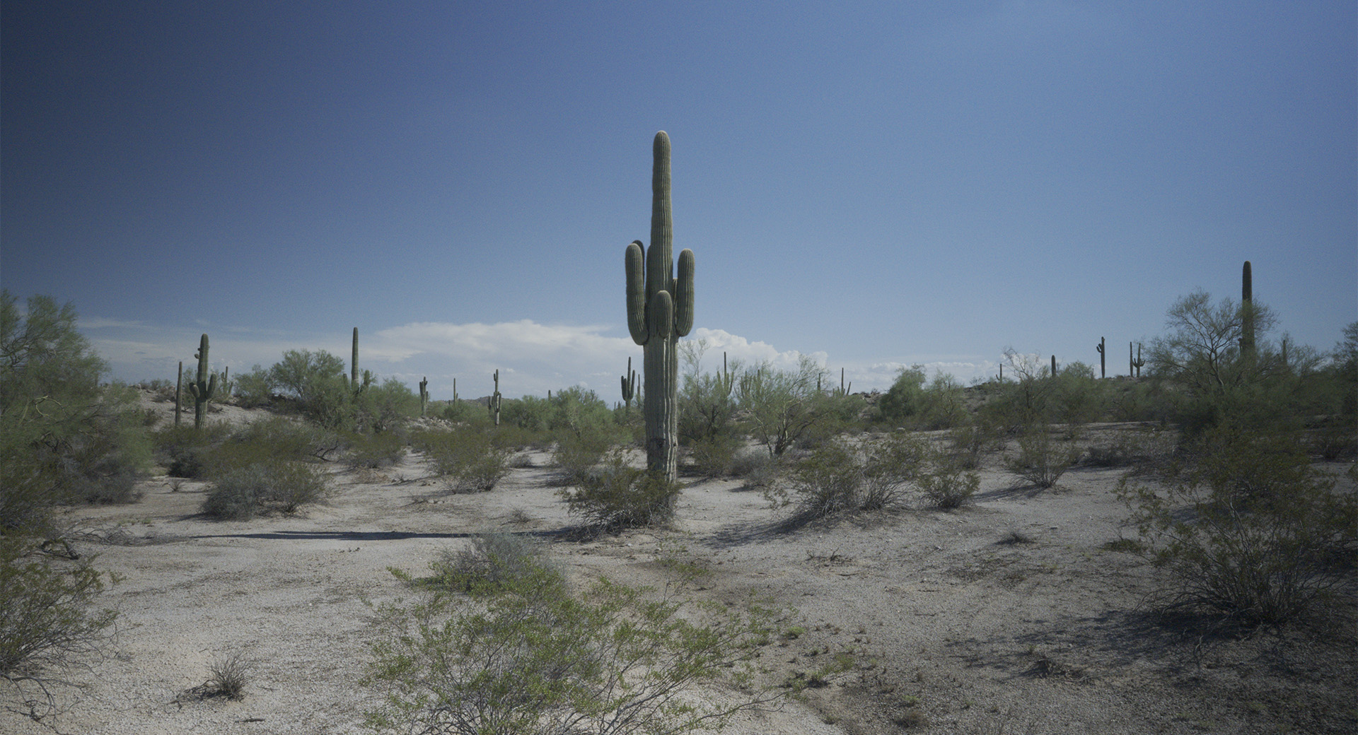 Saguaro cactus in the desert under a blue sky.