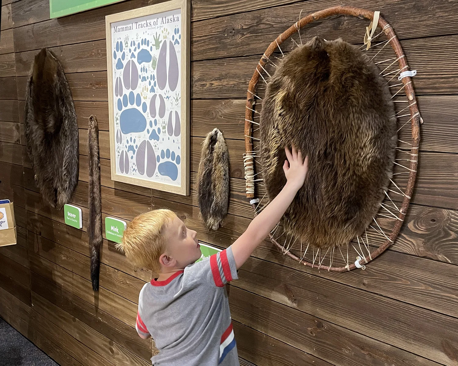 A child touches an example of fur from Alaska Native wildlife