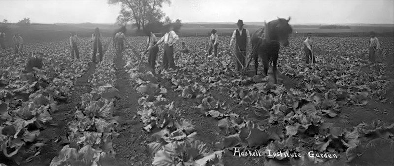 1920 black and white photo of figures working along rows of plants with a horse and plow