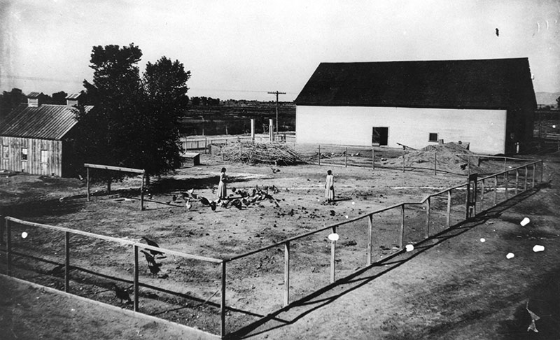1900 black and white photo farm with figures surrounded by chickens in a large fenced pen with outbuildings and open fields in the background