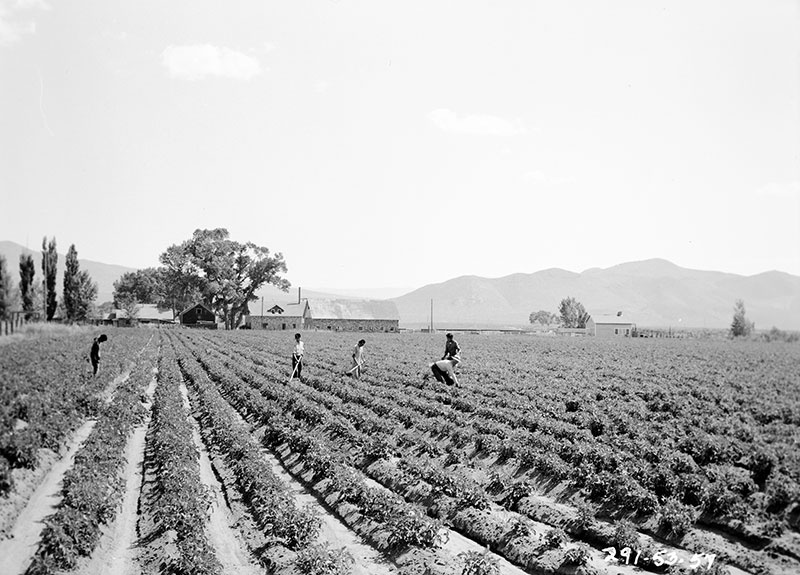Boarding School students working in a field